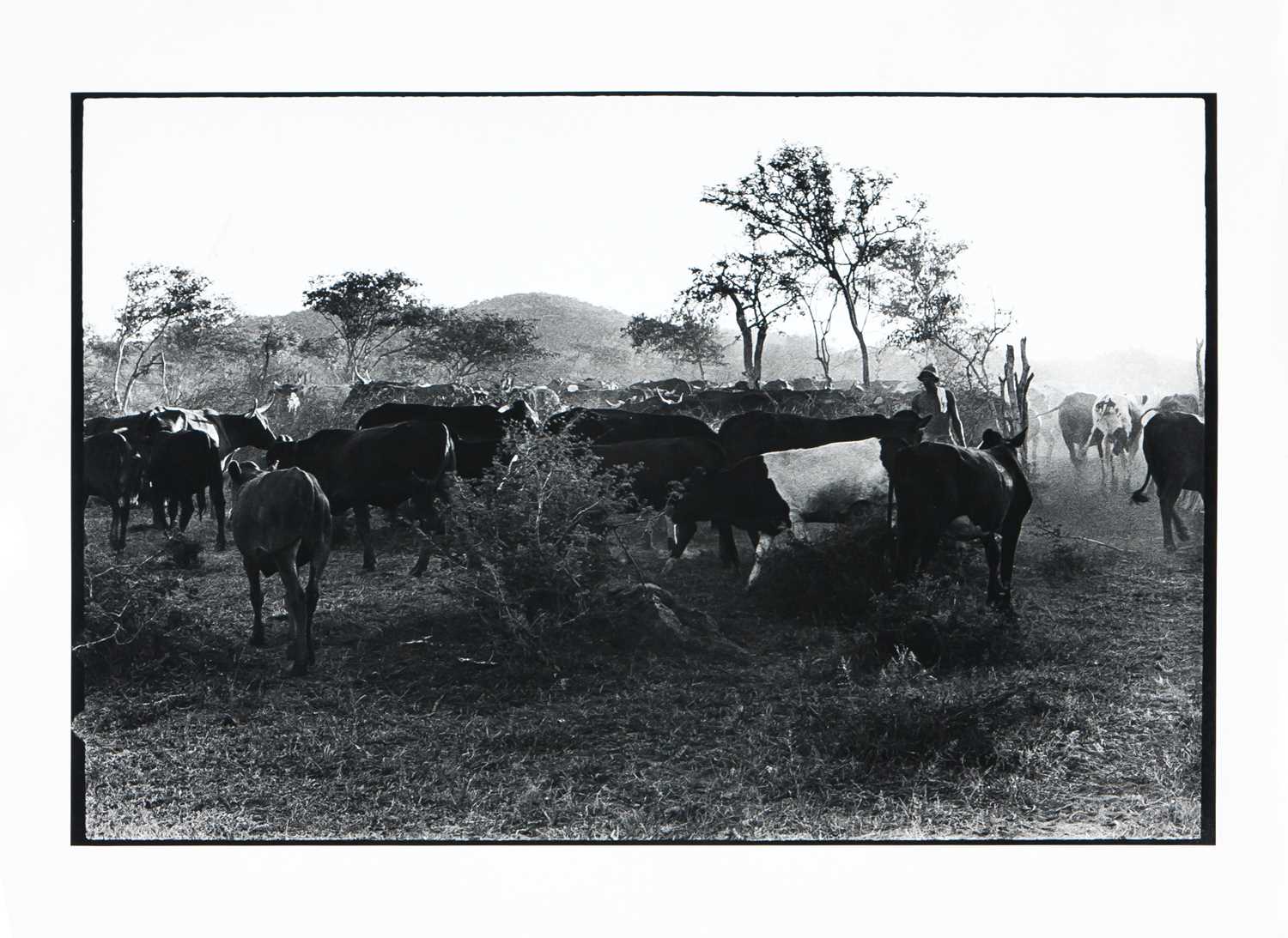 Lot 20 - Struan Robertson (South Africa 20th Century)