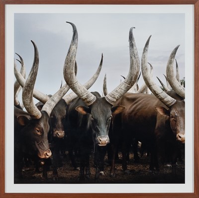 Lot 36 - Daniel Naudé (South Africa 1984-)