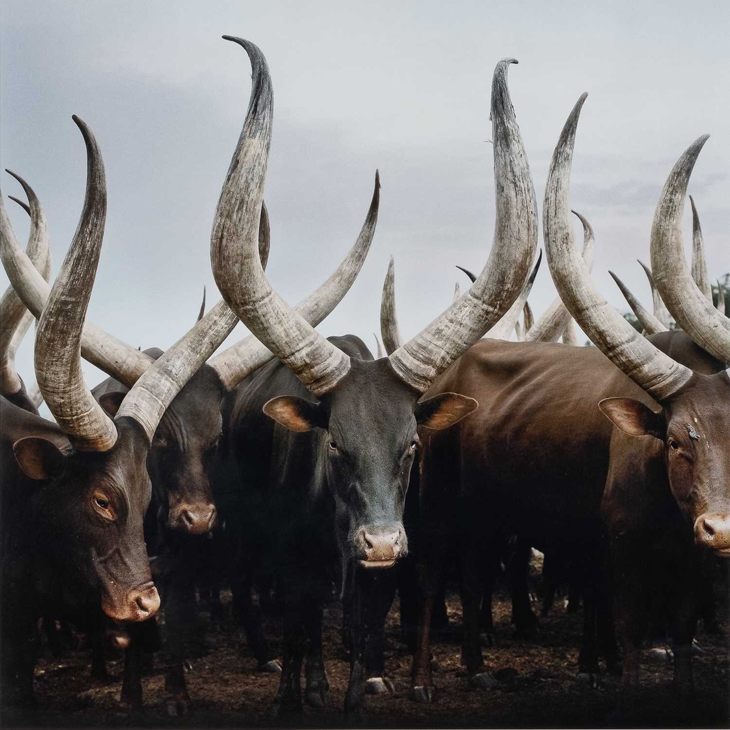 Lot 36 - Daniel Naudé (South Africa 1984-)