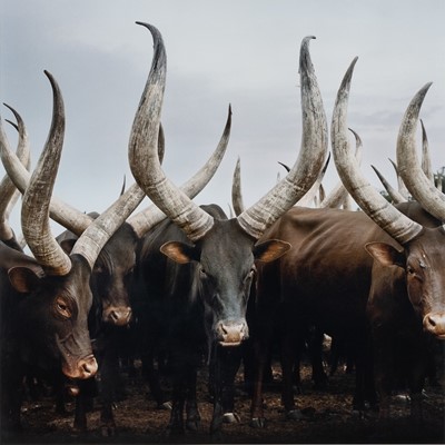 Lot 36 - Daniel Naudé (South Africa 1984-)
