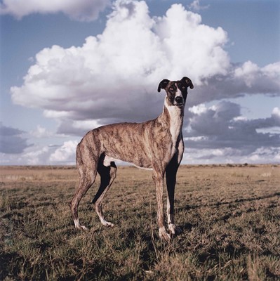 Lot 73 - Daniel Naudé (South Africa 1984-)