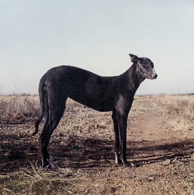 Lot 163 - Daniel Naudé (South Africa 1984-)