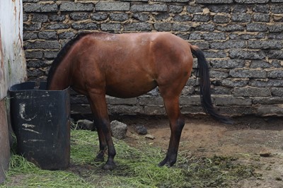 Lot 43 - Xoliswa Ngwenya (South Africa 1990-)