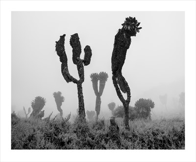 Lot 23 - Dillon Marsh (South Africa 1981-)